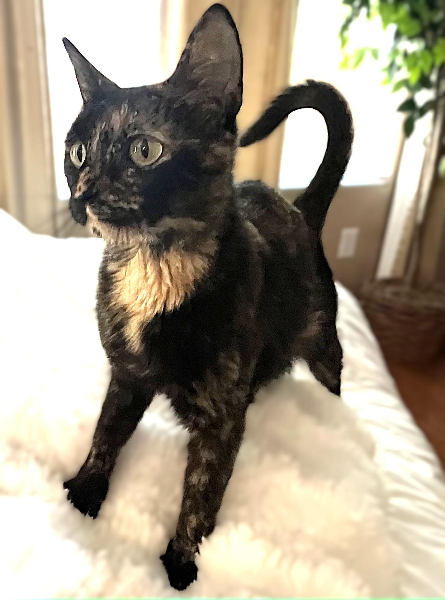 Enlarge Jenee, a Adoptable mixed breed in Allen, TX image 5/6