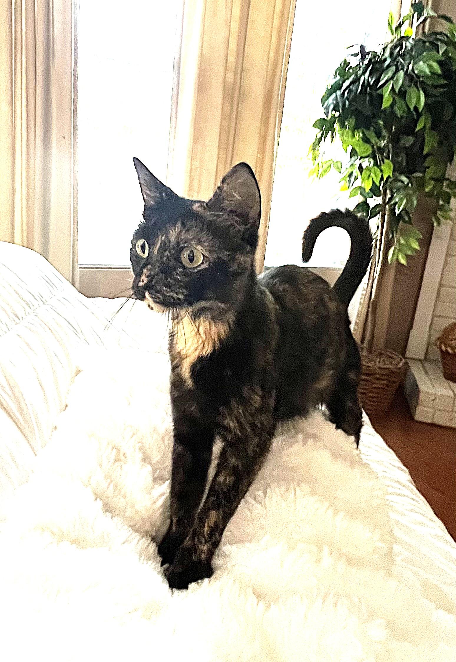 Enlarge Jenee, a Adoptable mixed breed in Allen, TX image 6/6