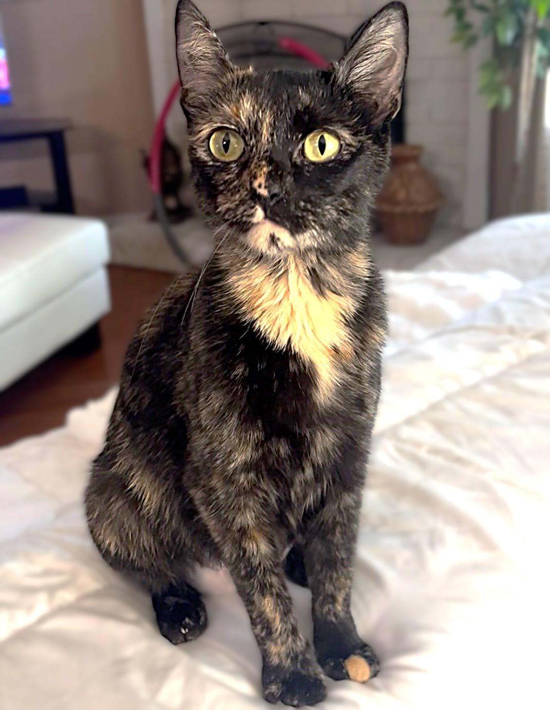 Jenee, Adoptable, Young Female Domestic Short Hair & Siamese.