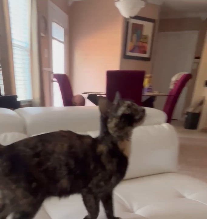 Enlarge Jenee, a Adoptable mixed breed in Allen, TX video 2/6