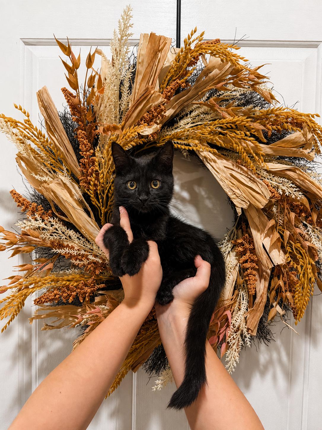 Enlarge Frak, a Adoptable Domestic Short Hair in Goodyear, AZ image 1/1