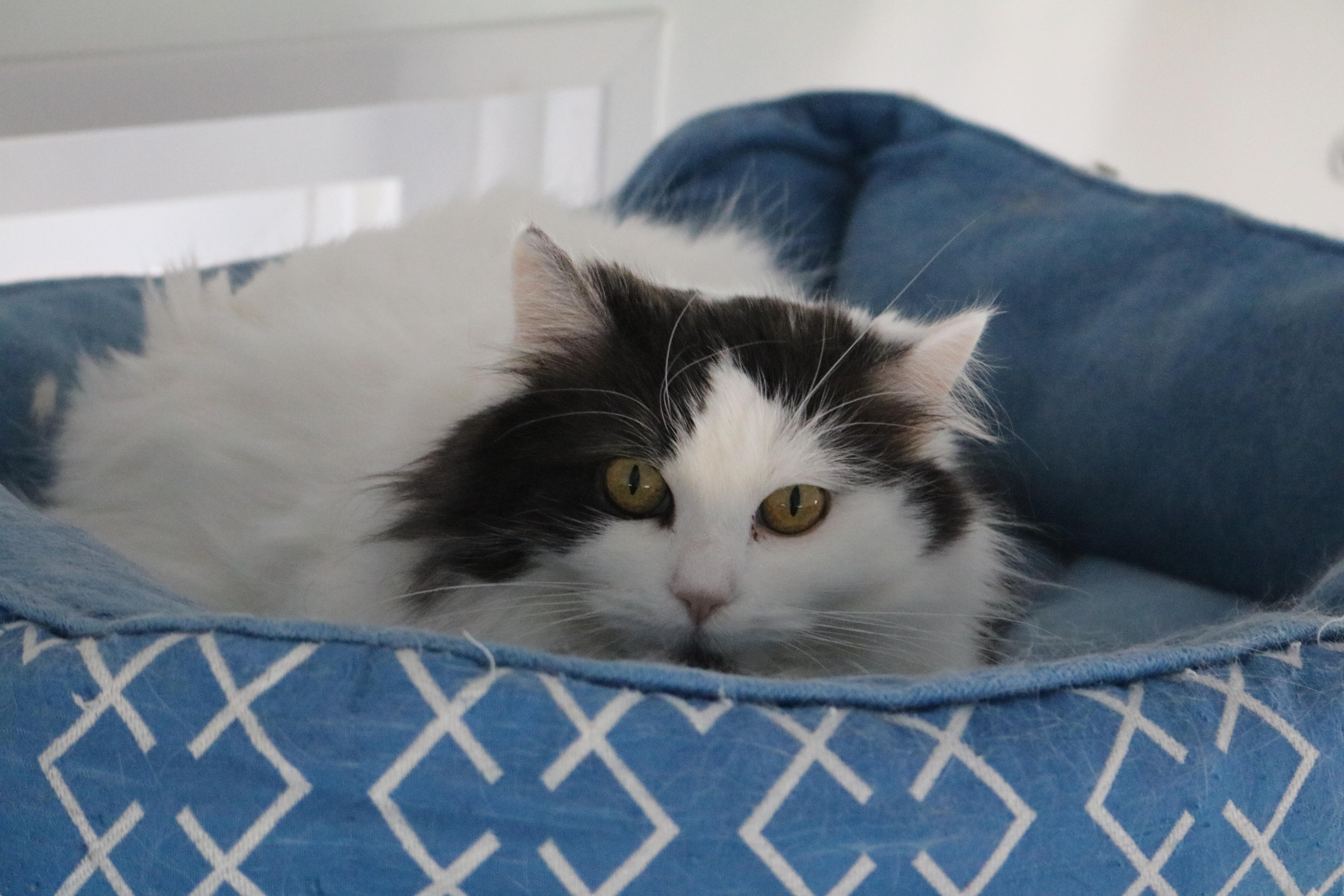 Callie, a Adoptable Calico in Manchester, MI image 1/2