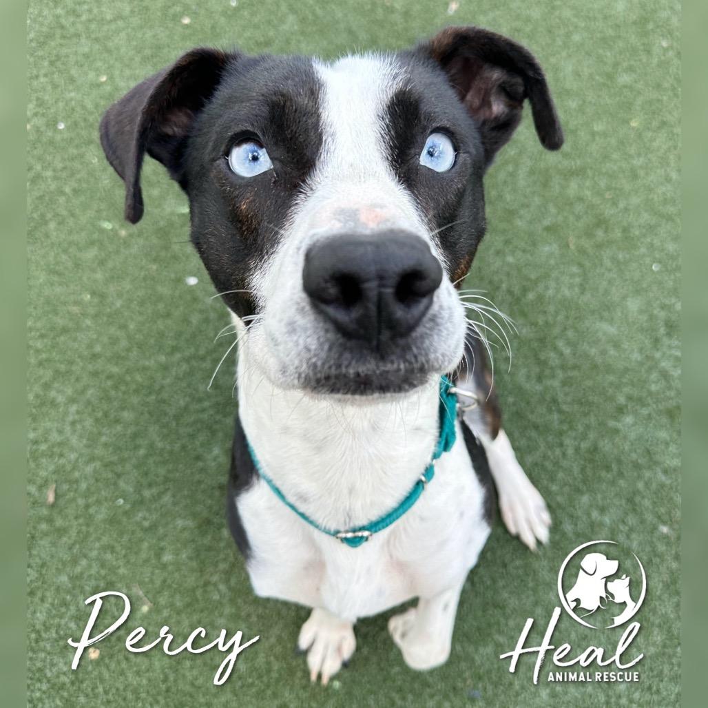 Enlarge Percy, a Adoptable mixed breed in Youngwood, PA image 2/3
