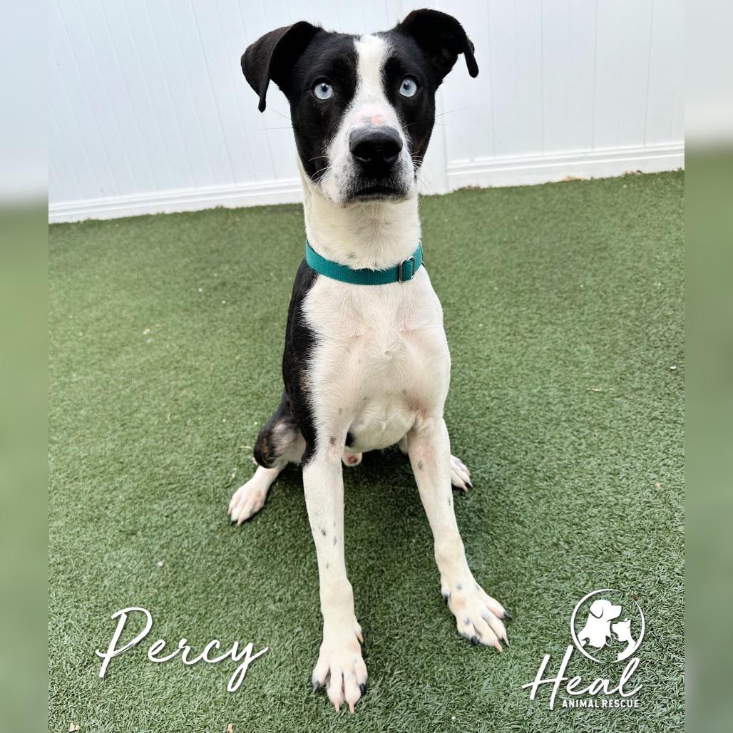 Enlarge Percy, a Adoptable mixed breed in Youngwood, PA image 3/3