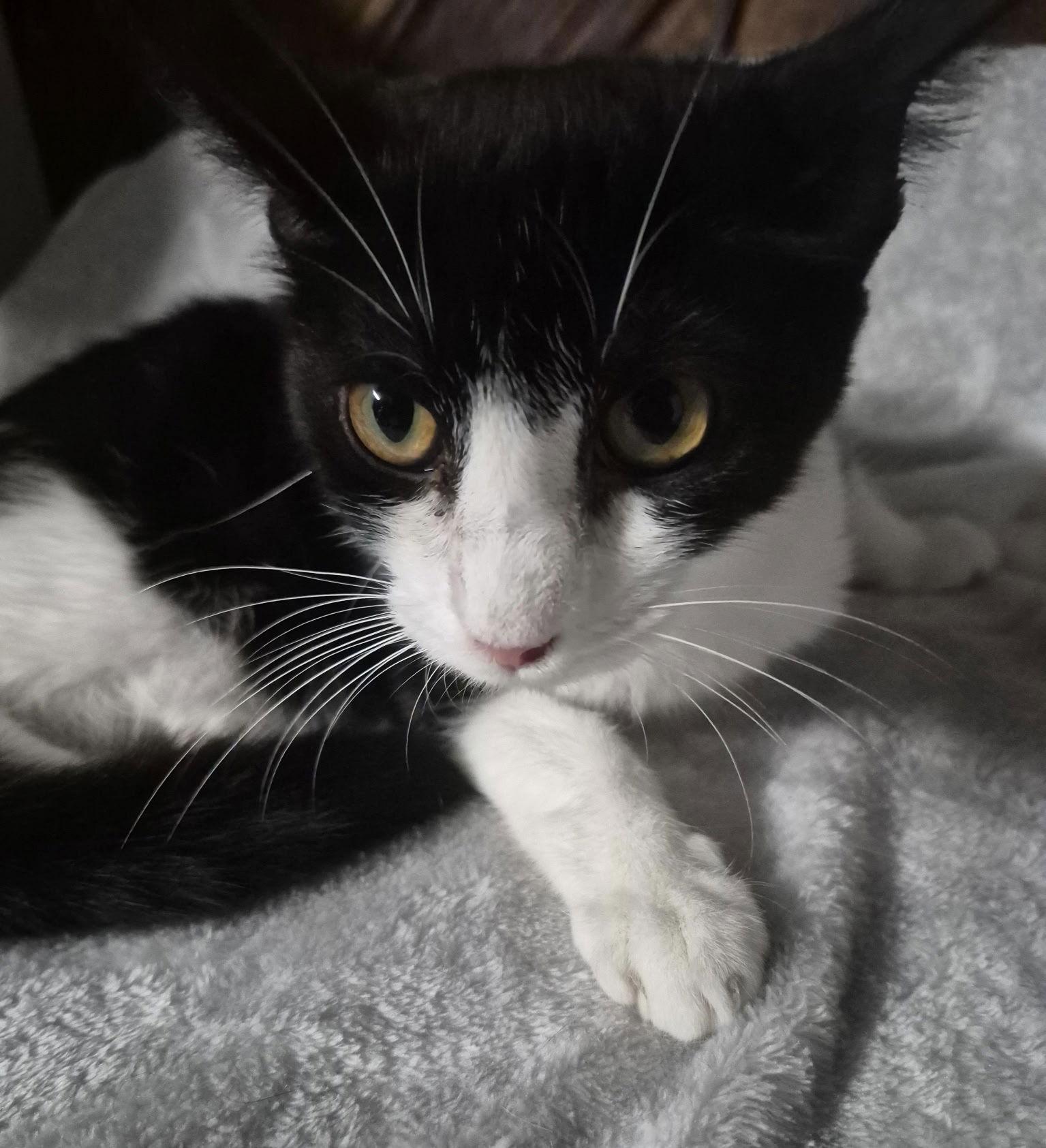 Mona, Adoptable, Young Female Domestic Short Hair.