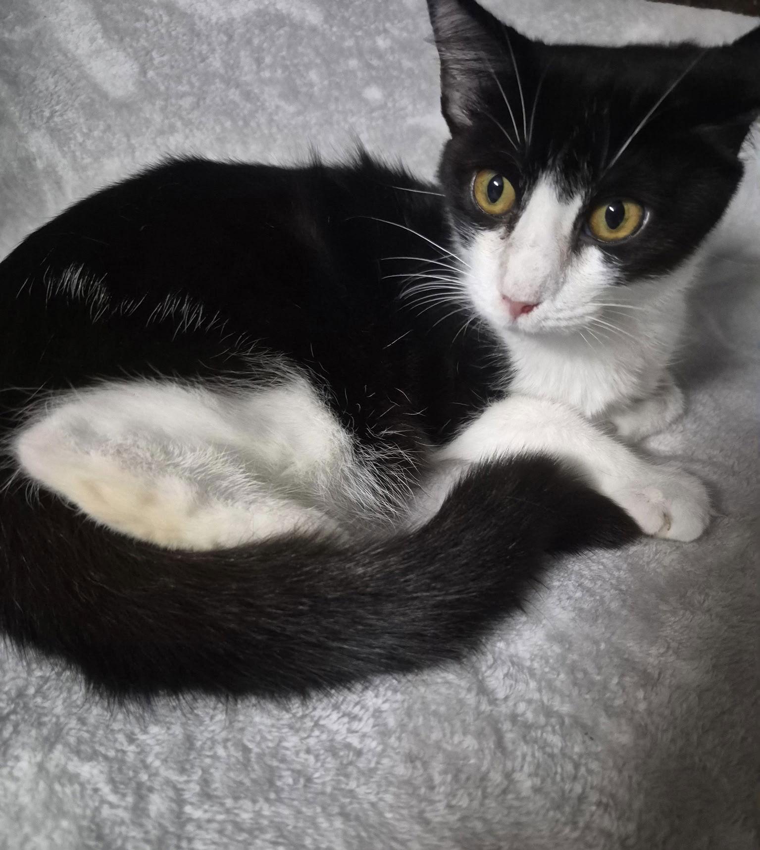 Mona, Adoptable, Young Female Domestic Short Hair.