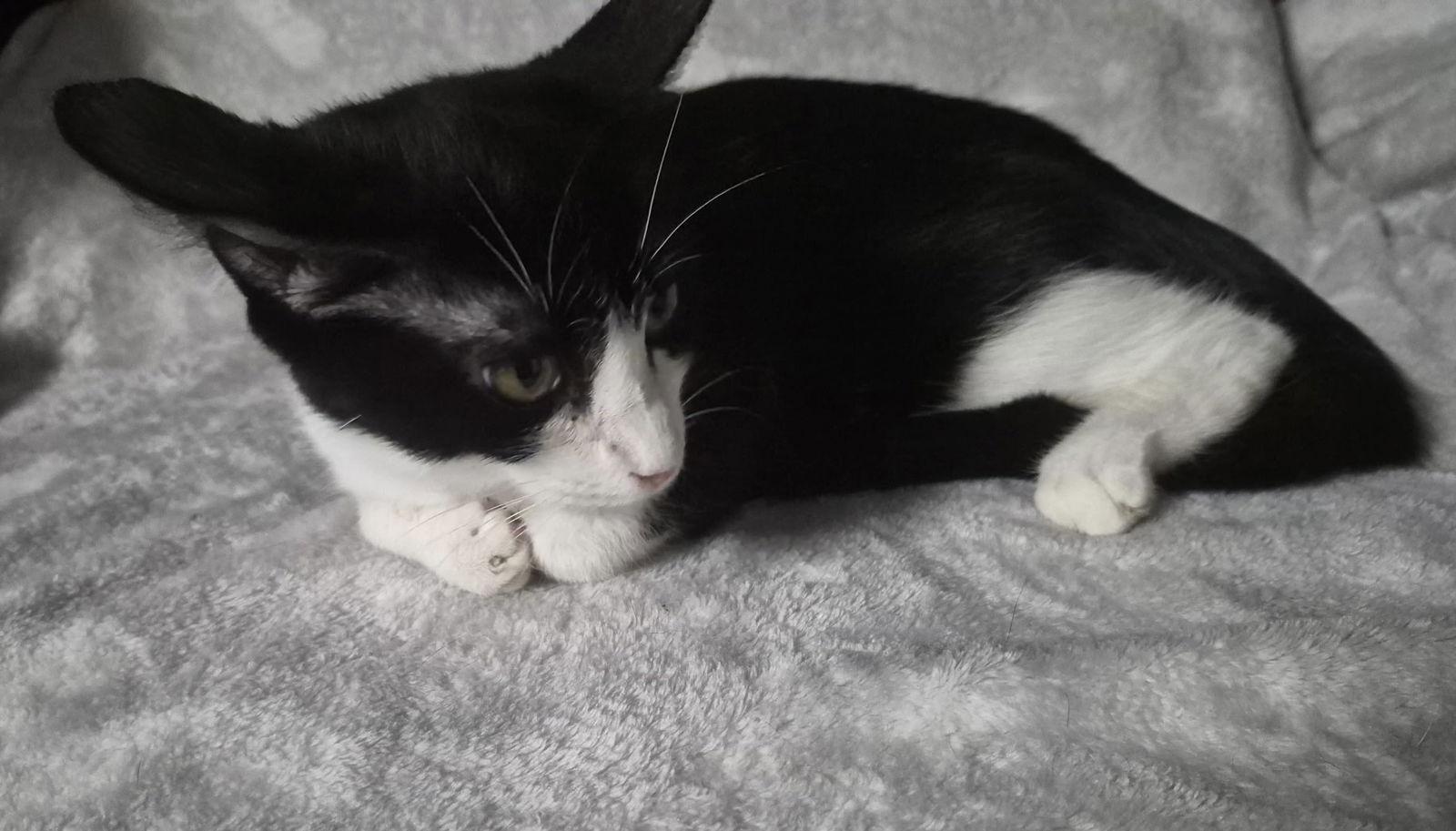 Enlarge Mona, a Adoptable Domestic Short Hair in Oviedo, FL image 2/3