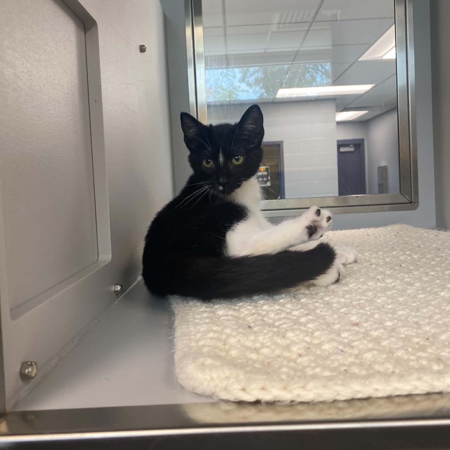 Enlarge String, a Adoptable Domestic Short Hair in Nevada, MO image 1/1