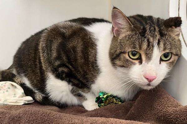 Baby, Adoptable, Adult Male Domestic Short Hair.