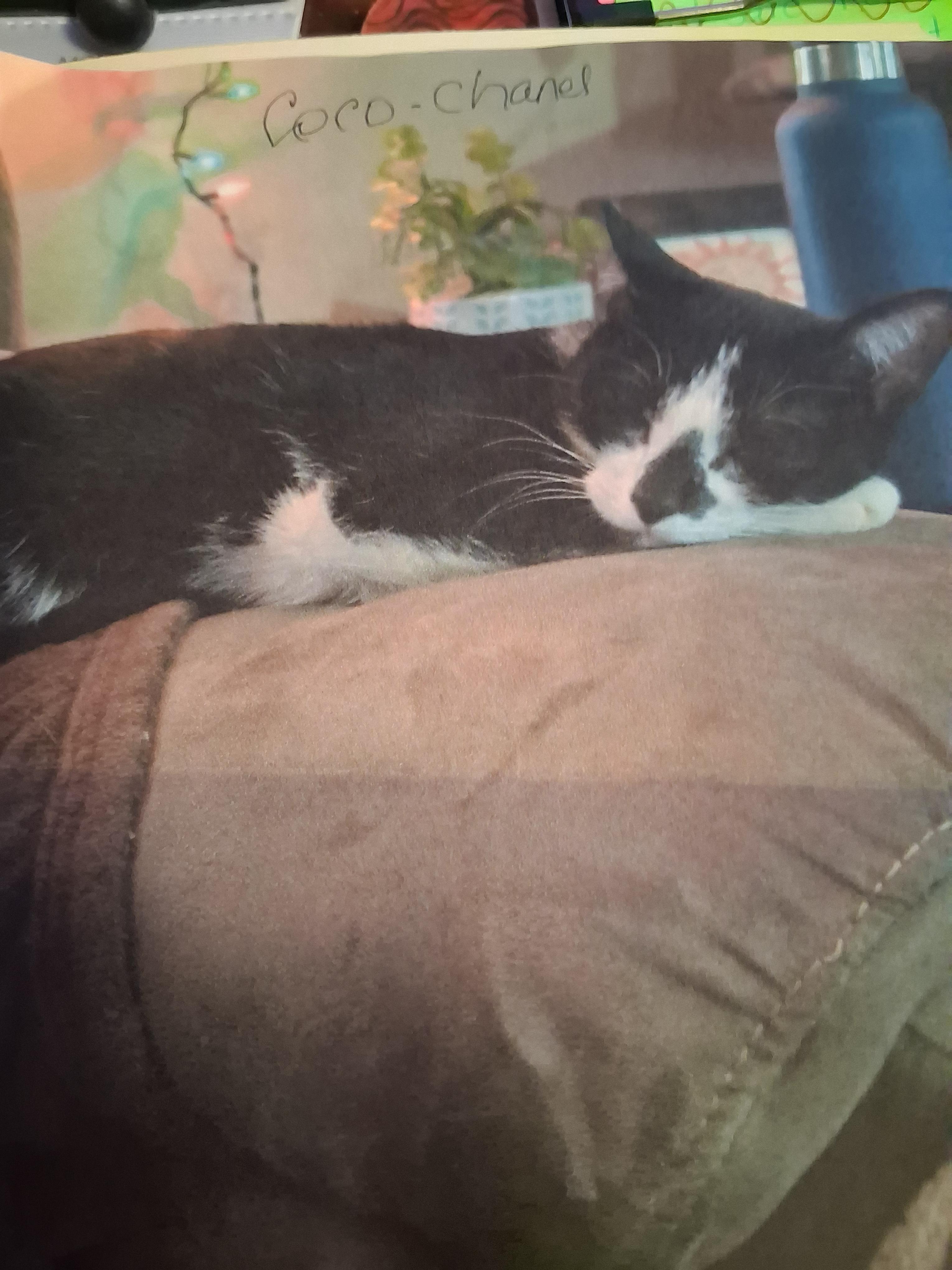 Coco Chanel, Adoptable, Adult Female Domestic Short Hair.