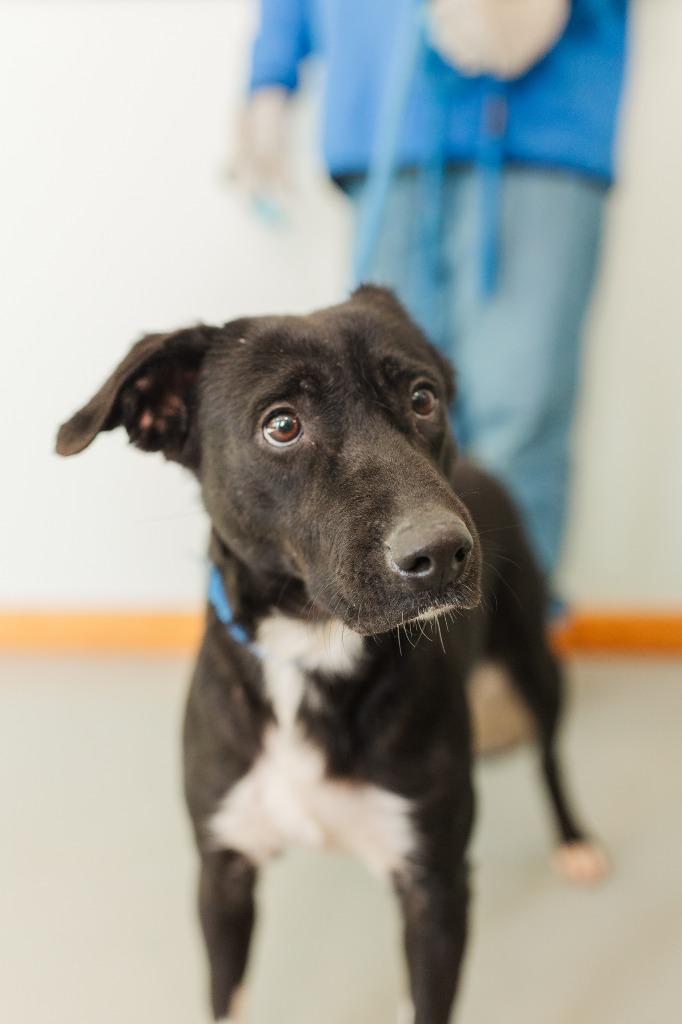 Benny, Adoptable, Adult Female Mixed Breed.