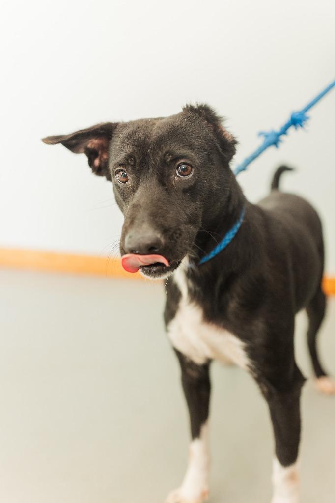 Benny, a Adoptable mixed breed in Lawrenceburg, TN image 2/6