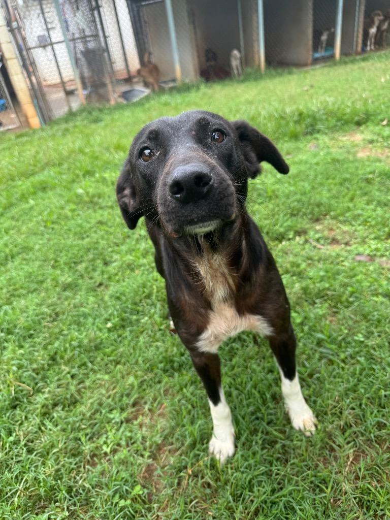 Benny, a Adoptable mixed breed in Lawrenceburg, TN image 2/6