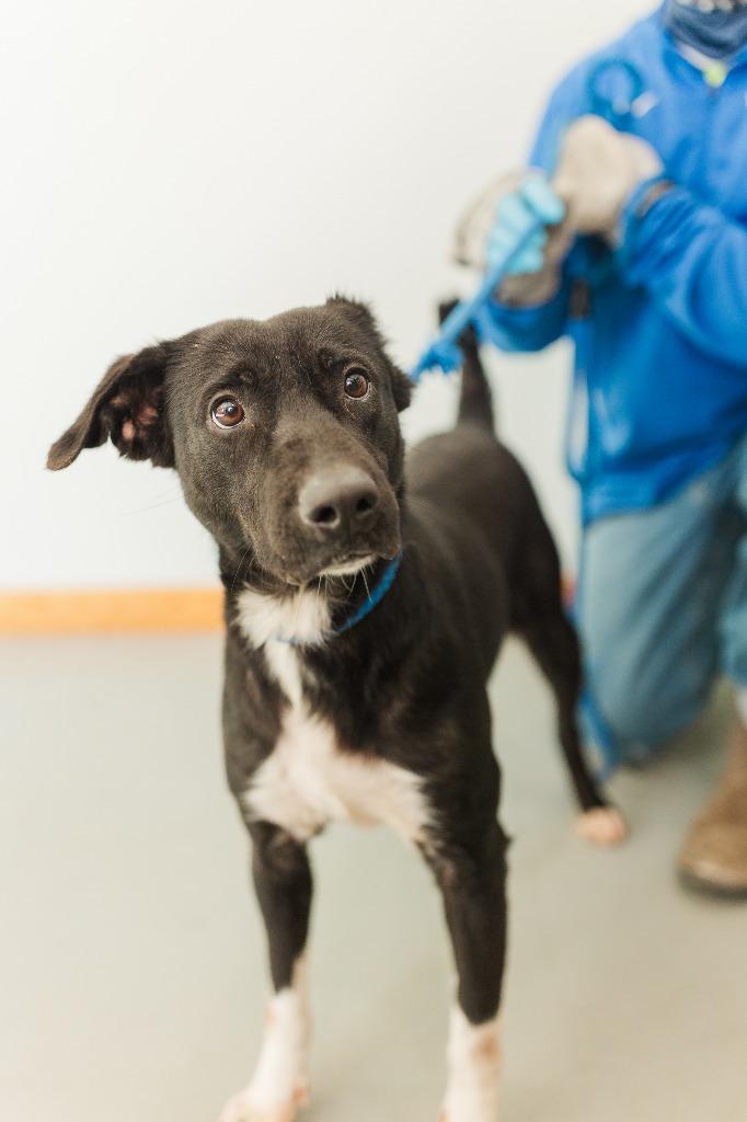 Enlarge Benny, a Adoptable mixed breed in Lawrenceburg, TN image 3/6