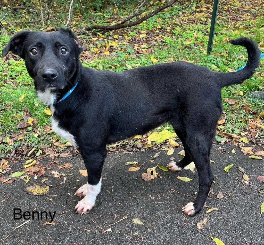 Benny, a Adoptable mixed breed in Lawrenceburg, TN image 4/6