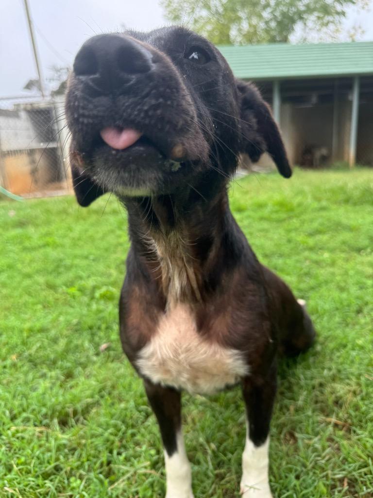Benny, a Adoptable mixed breed in Lawrenceburg, TN image 5/6