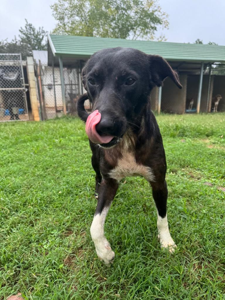 Benny, a Adoptable mixed breed in Lawrenceburg, TN image 6/6