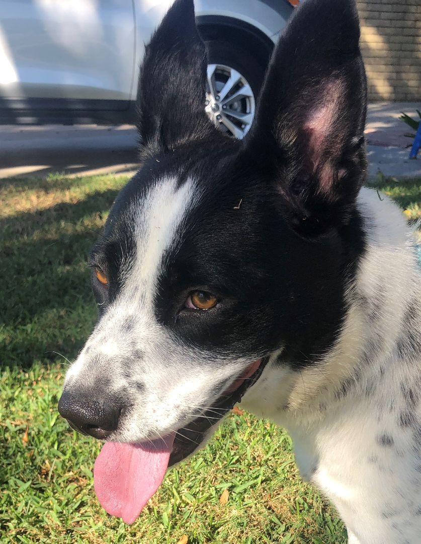 River, Adoptable, Young Male Cattle Dog.