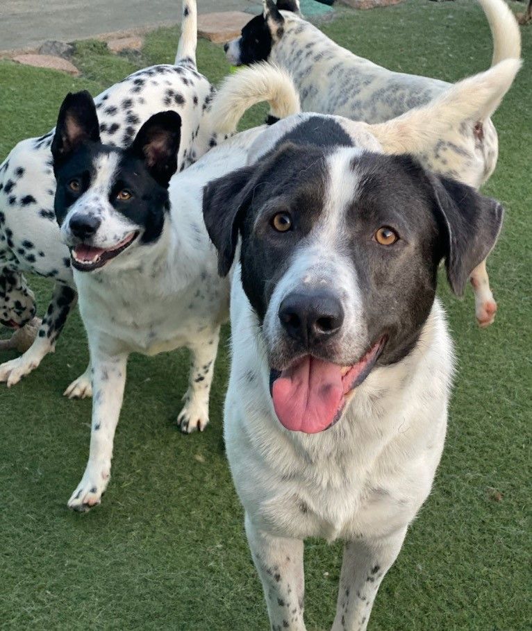 River, a Adoptable mixed breed in Newport Beach, CA image 2/14