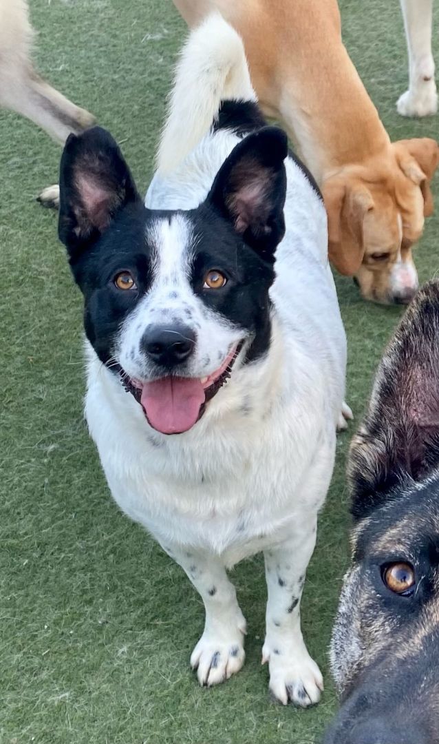 River, a Adoptable mixed breed in Newport Beach, CA image 3/14