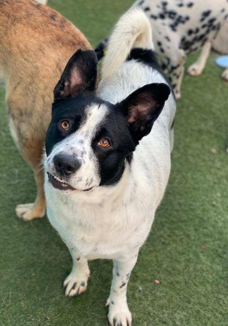 River, a Adoptable mixed breed in Newport Beach, CA image 4/14