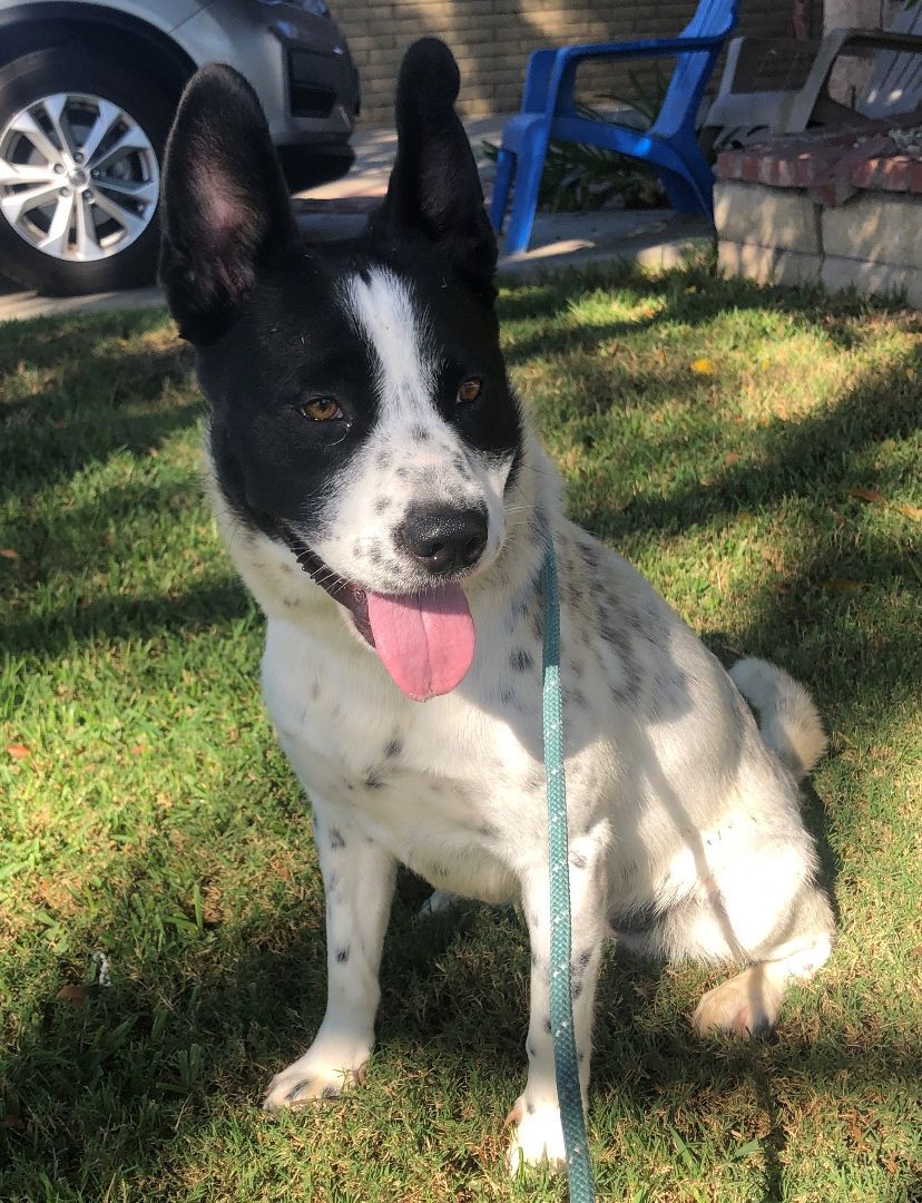 River, a Adoptable mixed breed in Newport Beach, CA image 6/14