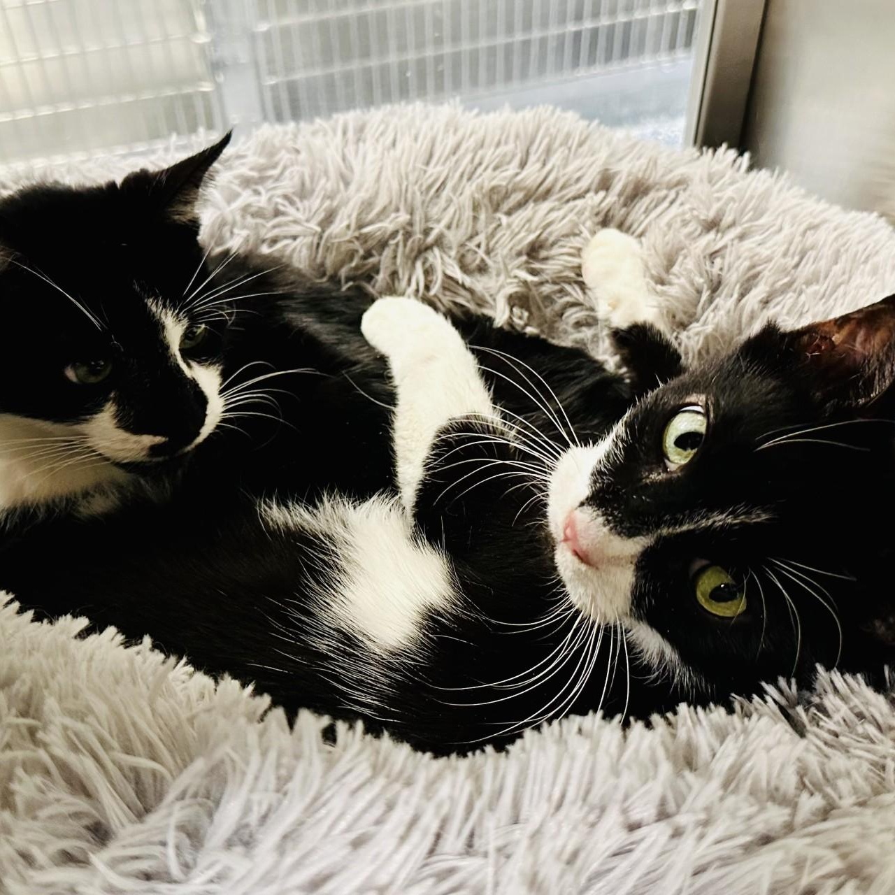 Kaboodle , a ADOPTABLE Domestic Short Hair in Jackson, NJ image 3/5