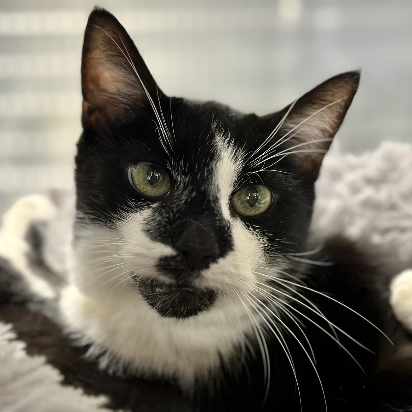 Kaboodle , a ADOPTABLE Domestic Short Hair in Jackson, NJ image 1/5