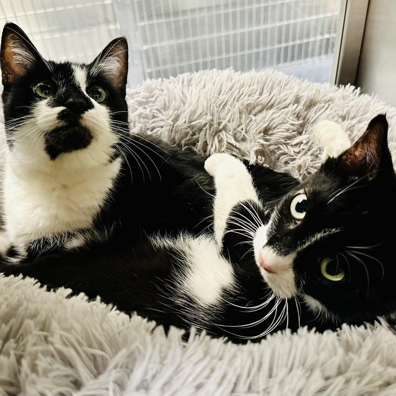 Kaboodle , a ADOPTABLE Domestic Short Hair in Jackson, NJ image 4/5