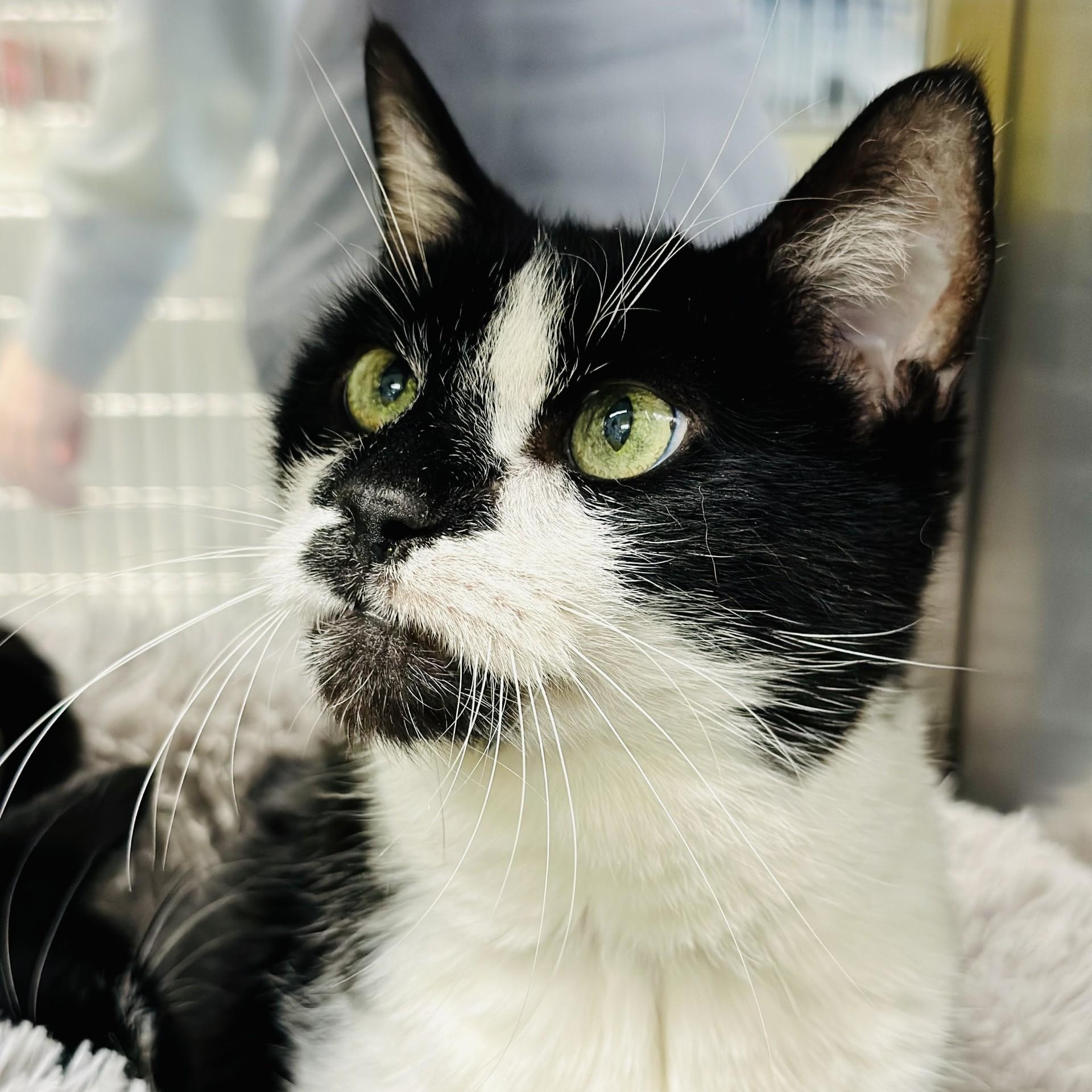 Kaboodle , a ADOPTABLE Domestic Short Hair in Jackson, NJ image 2/5