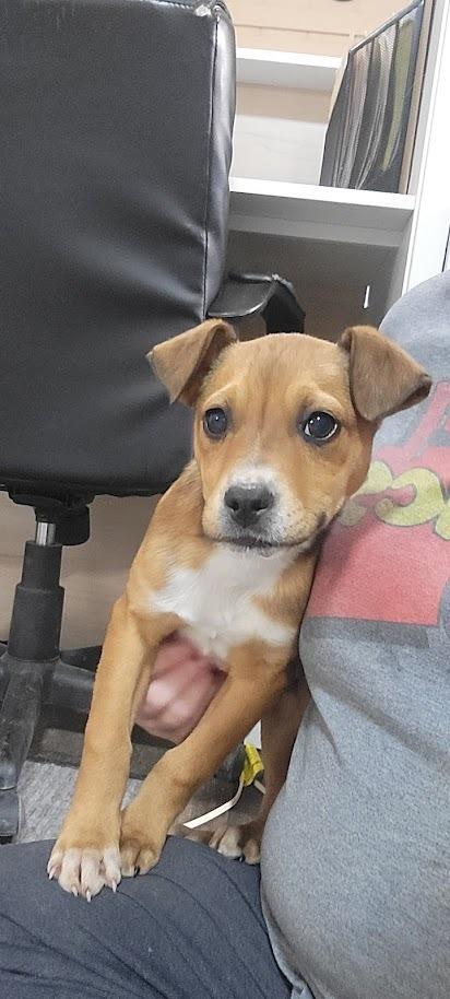 Enlarge STELLA 037-26, an adopted Mixed Breed in Cambridge, OH image 1/1