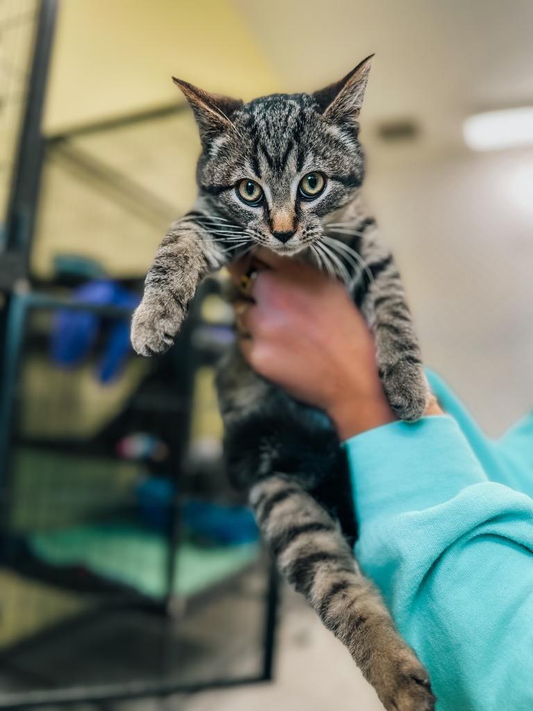 Enlarge Labradoodle, a Adoptable mixed breed in Auburn, IN image 1/1