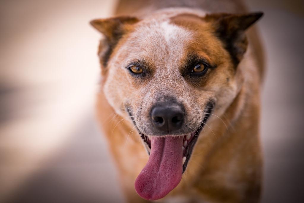 Kisses, Adoptable, Young Female Australian Cattle Dog / Blue Heeler.