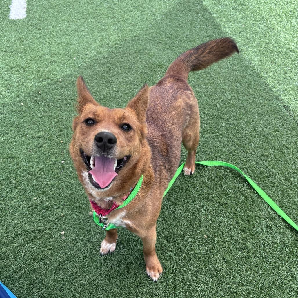 Foxy, Adoptable, Adult Female Cattle Dog.