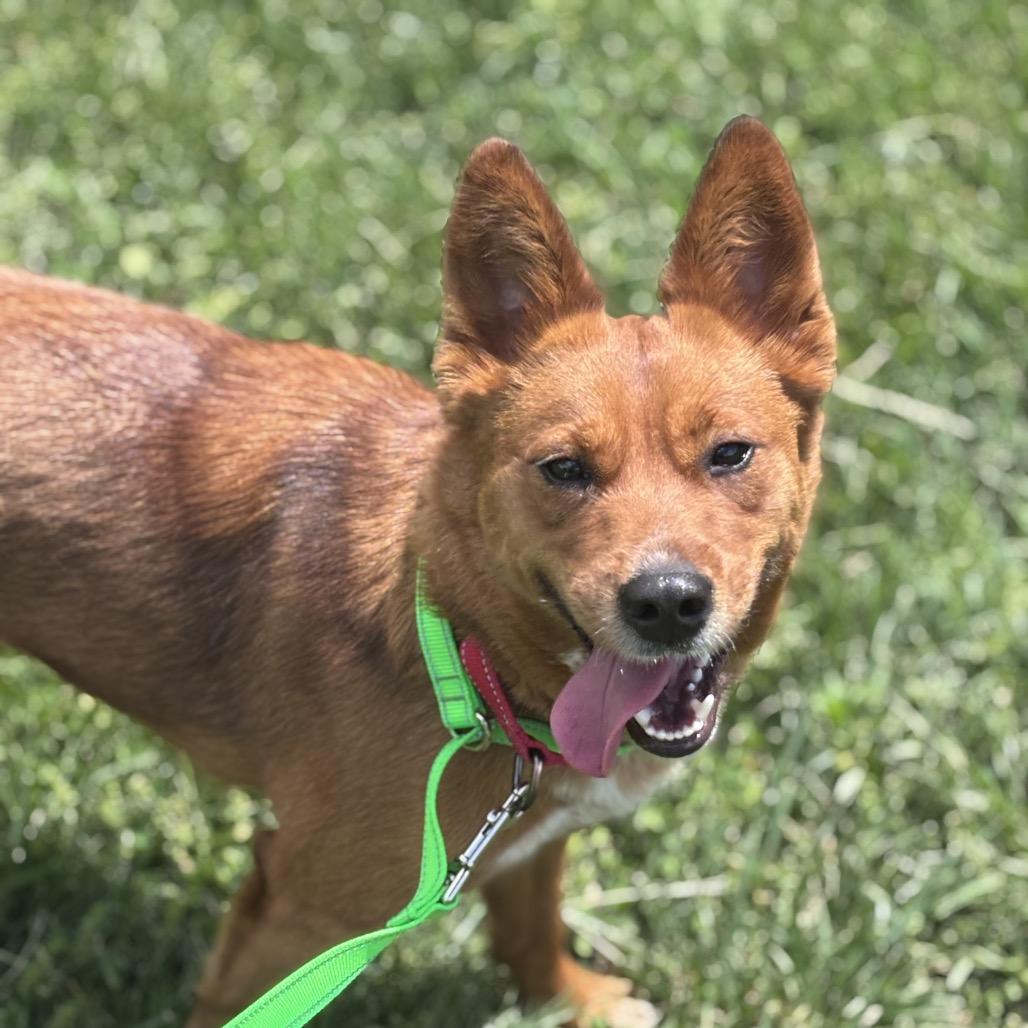 Enlarge Foxy, a Adoptable Cattle Dog in Batavia, OH image 2/6