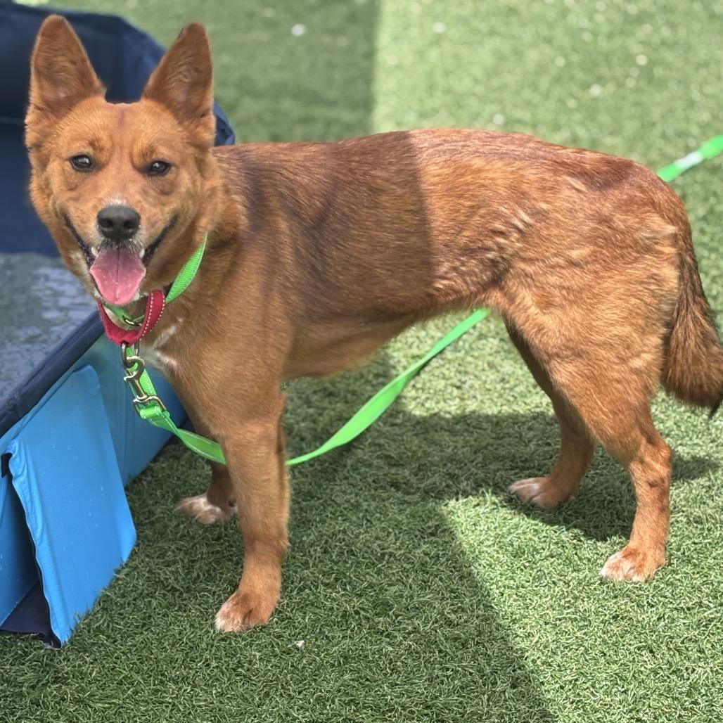 Enlarge Foxy, a Adoptable Cattle Dog in Batavia, OH image 3/6