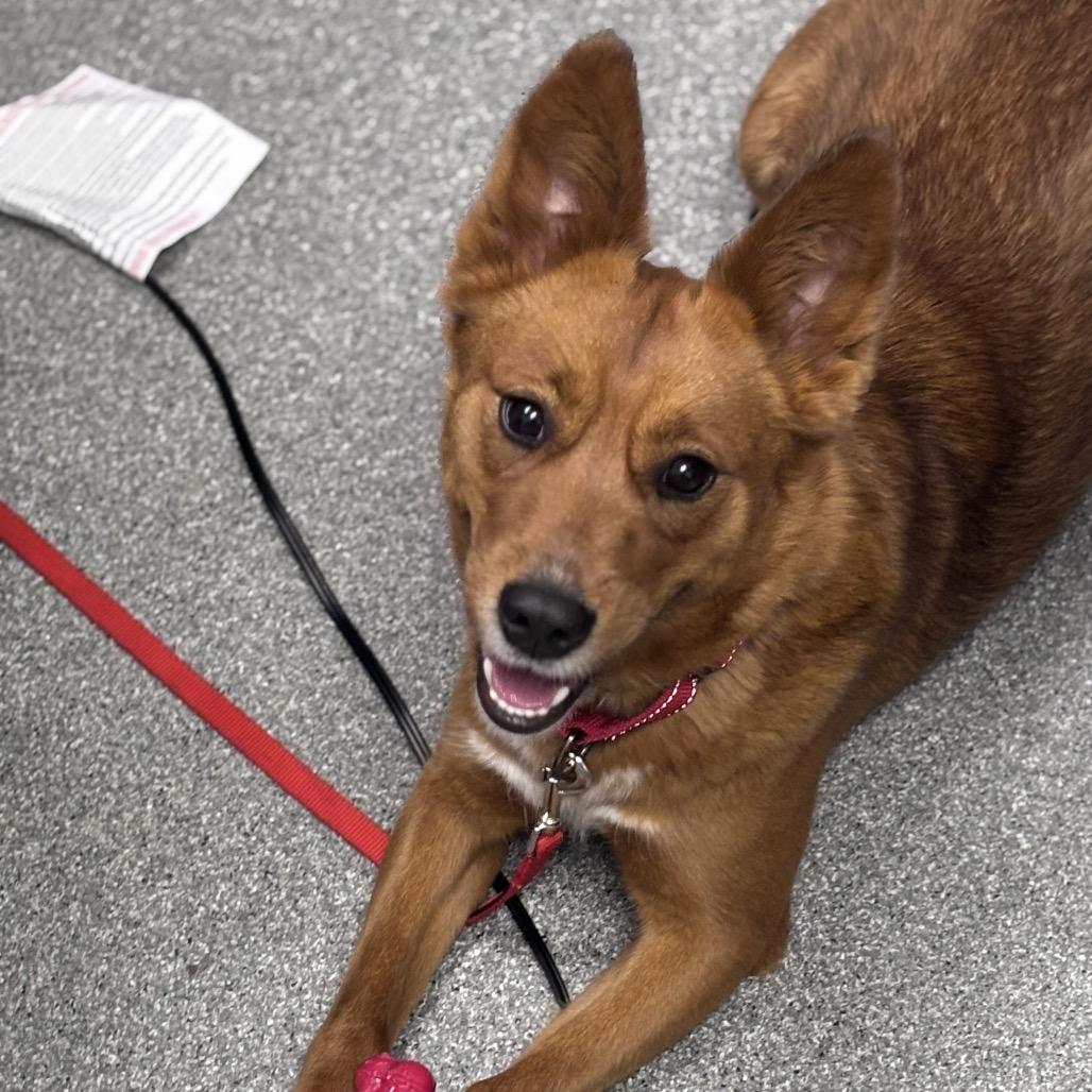 Enlarge Foxy, a Adoptable Cattle Dog in Batavia, OH image 4/6