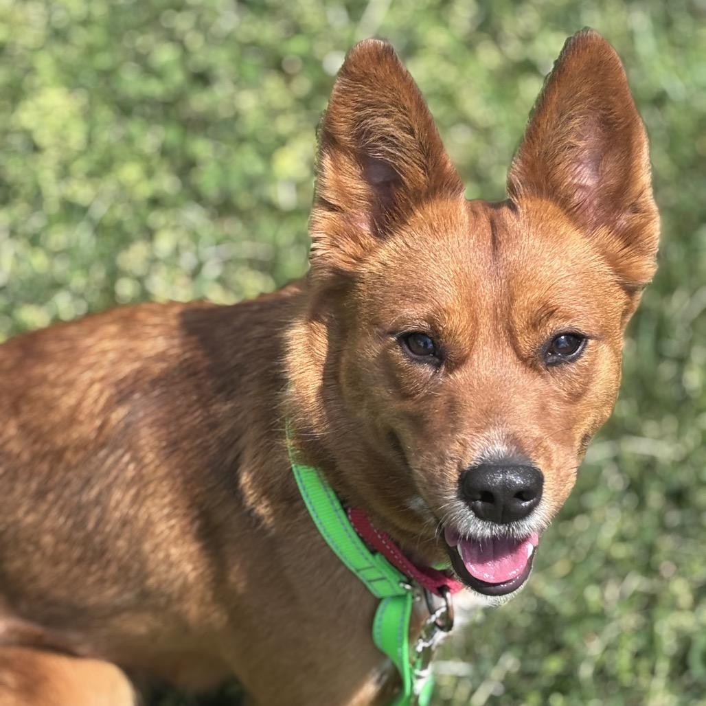 Enlarge Foxy, a Adoptable Cattle Dog in Batavia, OH image 5/6