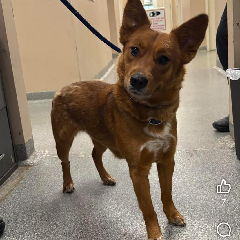 Enlarge Foxy, a Adoptable Cattle Dog in Batavia, OH image 6/6