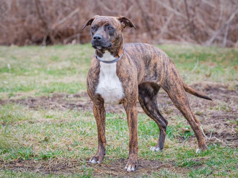 Shakti, an adopted mixed breed in Pointe-Fortune, QC image 4/6