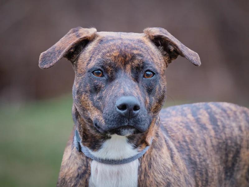 Shakti, adopted, Young Female Mixed Breed.