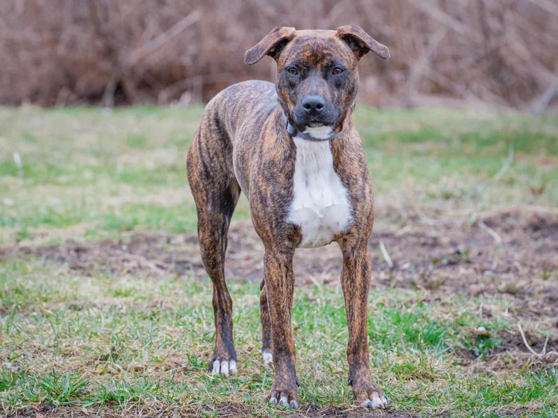 Shakti, an adopted mixed breed in Pointe-Fortune, QC image 3/6