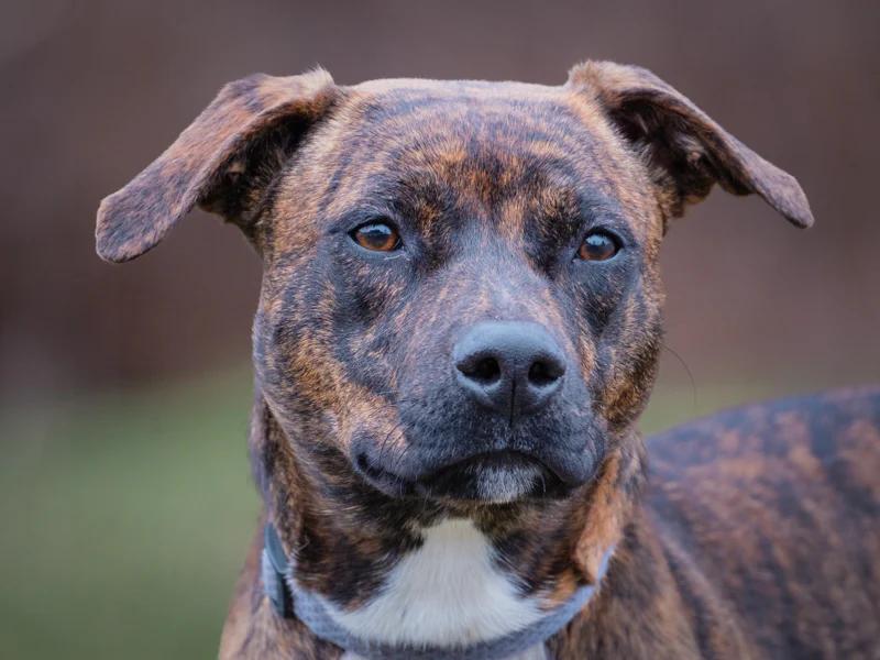Shakti, an adopted mixed breed in Pointe-Fortune, QC image 5/6