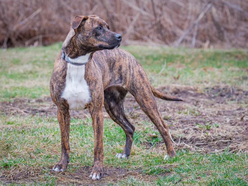 Shakti, an adopted mixed breed in Pointe-Fortune, QC image 6/6
