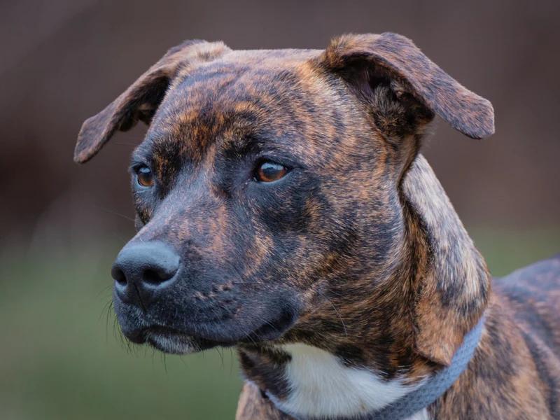 Shakti, an adopted mixed breed in Pointe-Fortune, QC image 2/6