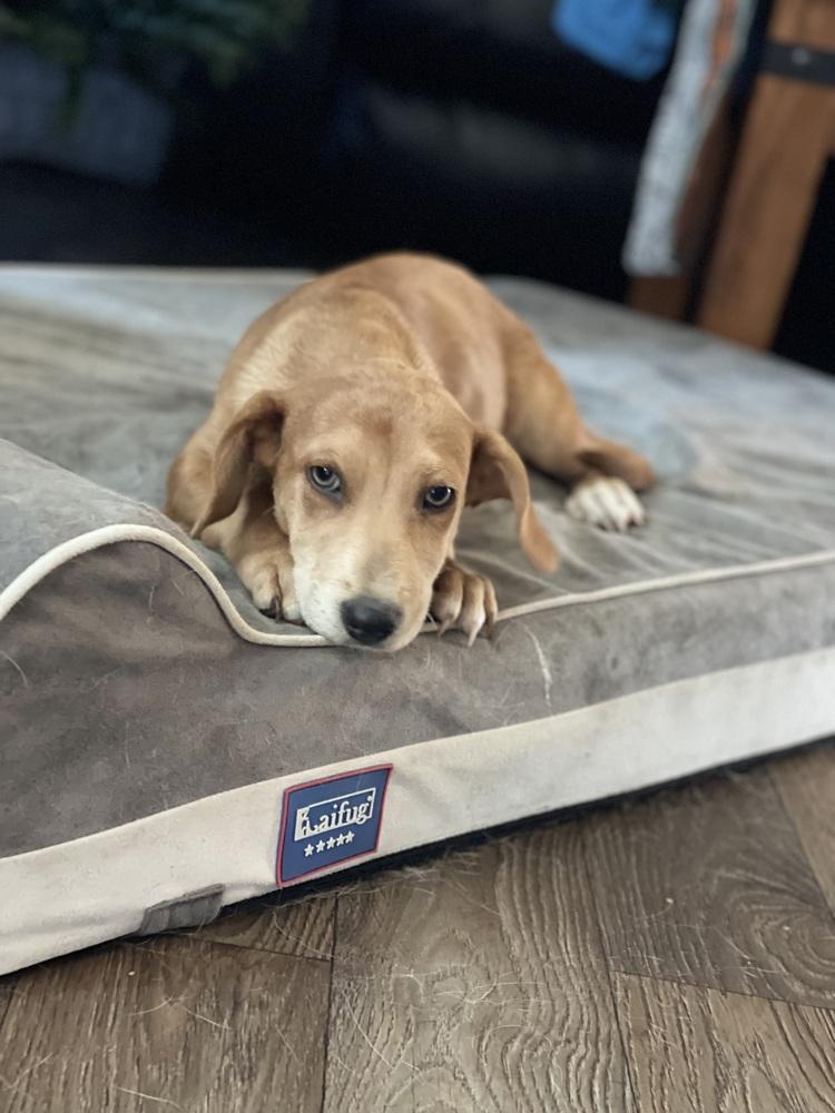 Cara, Adoptable, Puppy Female Labrador Retriever.