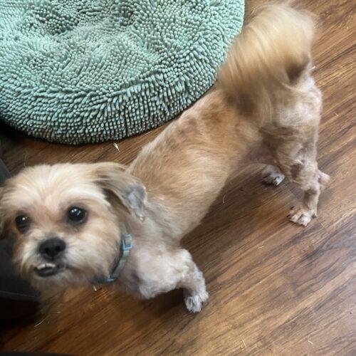 Siren, Adoptable, Young Female Terrier & Mixed Breed.