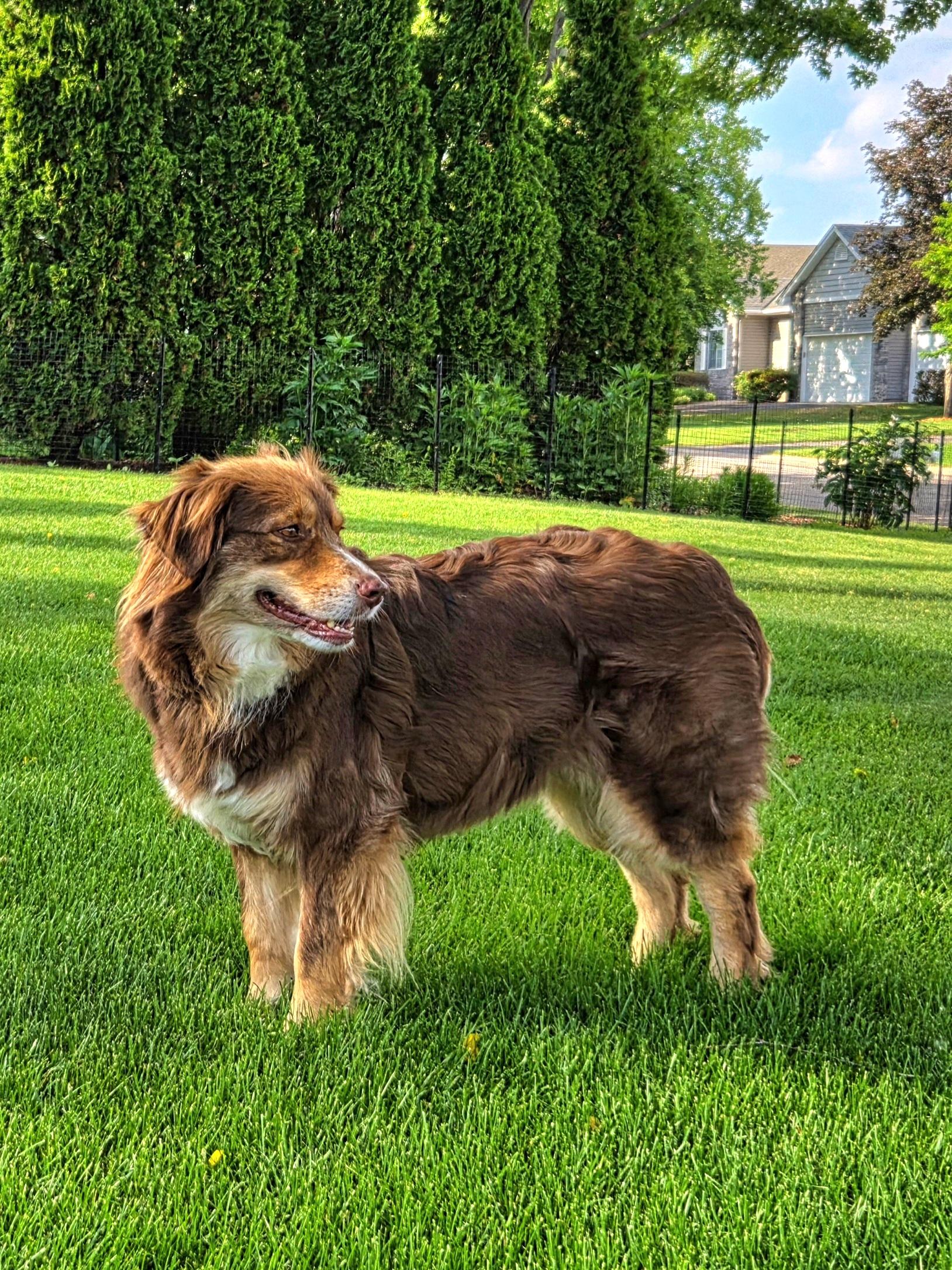 Enlarge Jersey, an adoptable Australian Shepherd in Elk River, MN image 1/1