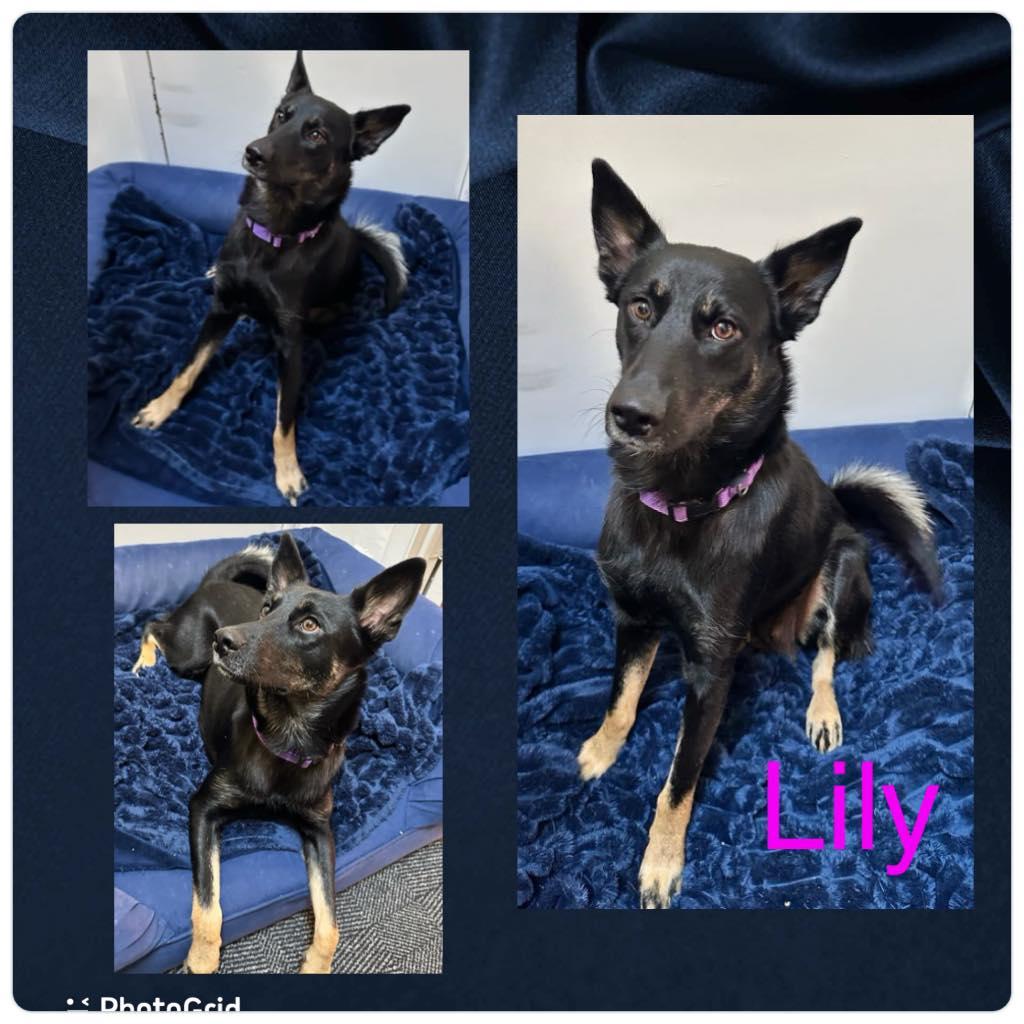 Enlarge Lily, a Adoptable German Shepherd Dog in Ossining, NY image 1/1