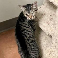 Enlarge Leia, an adopted Tabby in Green Valley, AZ image 2/2